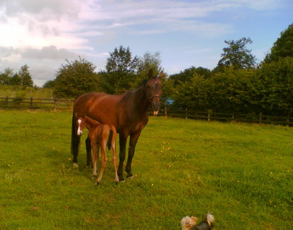 Benz n foal